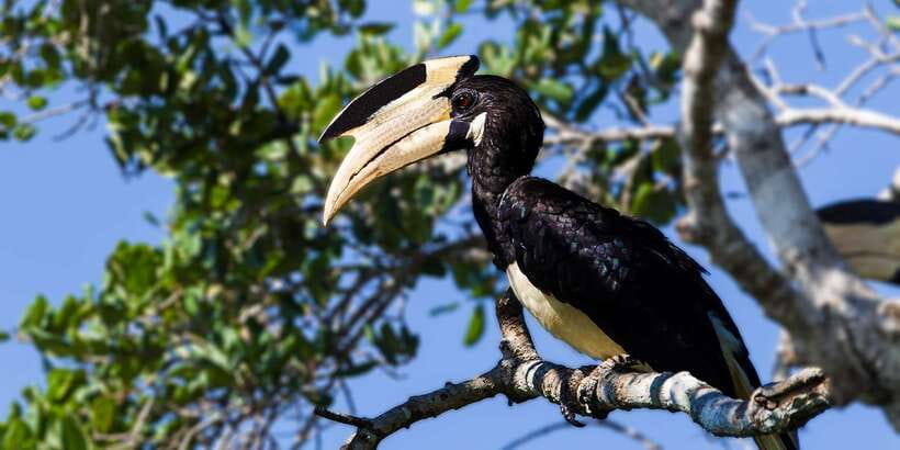 From Colombo: Udawalawa Safari & Elephant Transit Home Tour - Who This Tour Suits Best (and Who Might Skip It)