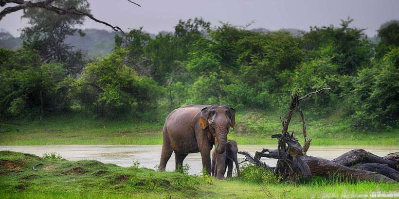 From Colombo: Yala National Park Safari with Transfer - Why Yala Safari Time Feels Like Real Wildlife Watching