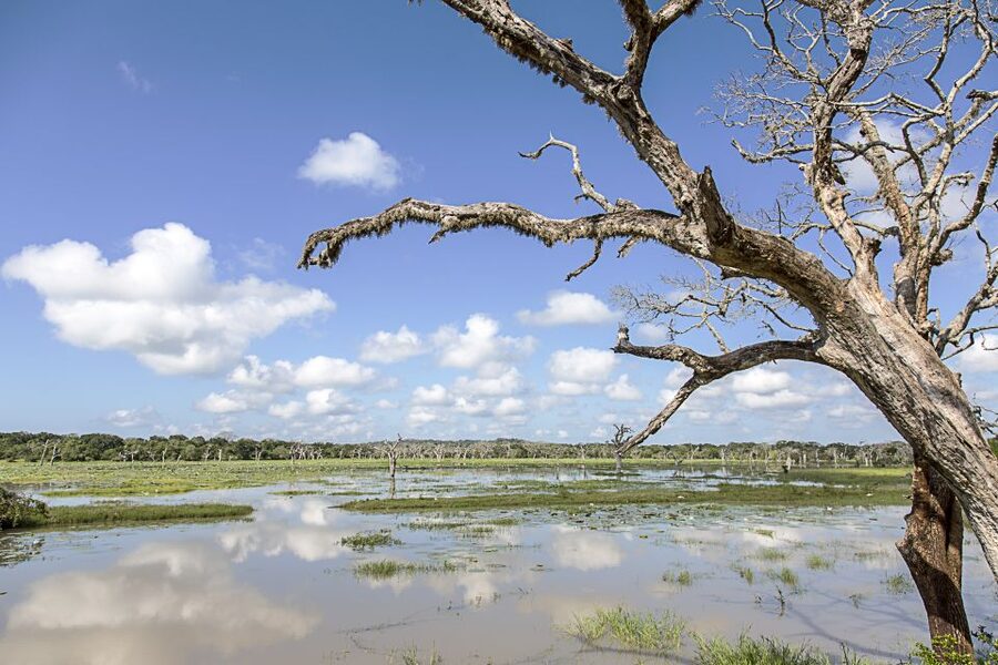 From Colombo: Yala National Park Safari with Transfer - FAQ