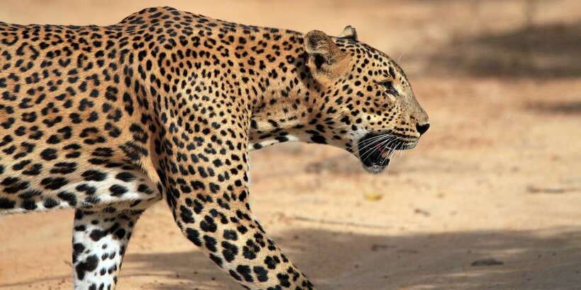 From Colombo: Yala National Park Safari with Transfer - Colombo Pickup to Kotapola Area: A Long Ride You’ll Actually Handle