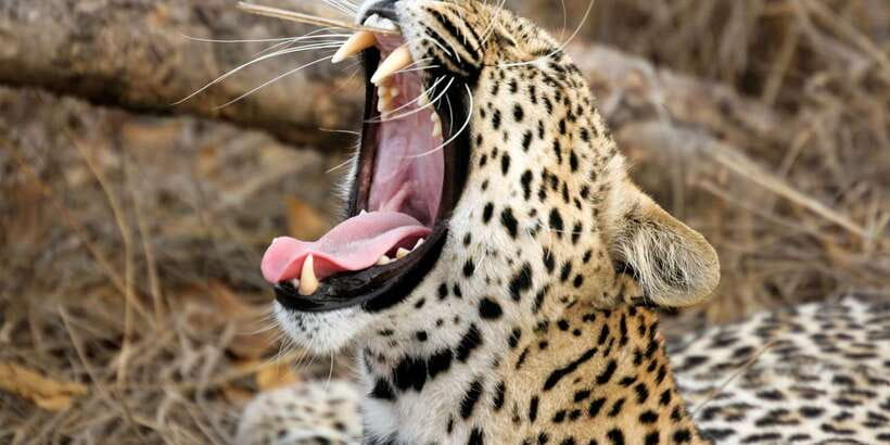 From Colombo: Yala National Park Safari with Transfer - Leopards, Elephants, Crocodiles: What You Can Hope to See