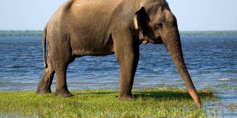 From Colombo: Yala National Park Safari with Transfer - Birds, Butterflies, and the Small Stuff That Makes Yala Worth It