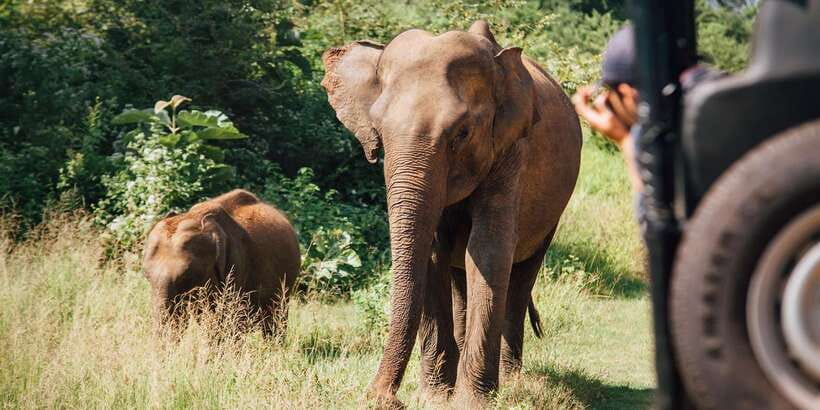 From Colombo: Yala National Park Safari with Transfer - What’s Included vs. Not Included (So You Don’t Get Caught Off Guard)