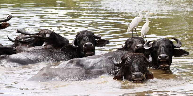 From Colombo: Yala National Park Safari with Transfer - What This Tour Feels Like Day-of (And Who It Fits Best)