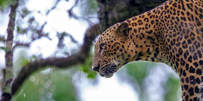 From Colombo: Yala National Park Safari with Transfer - Booking Decision: Should You Book This Yala Safari With Transfer?