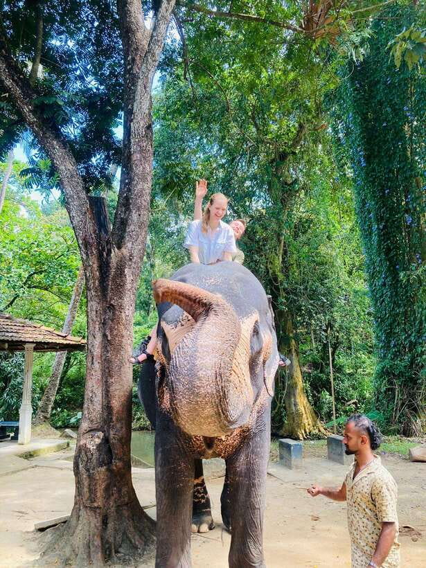 From Kandy : Pinnawala Elephant Orphanage & Ambuluwawa Tower - Pinnawala Elephant Orphanage: rescued elephants and the twin-baby story