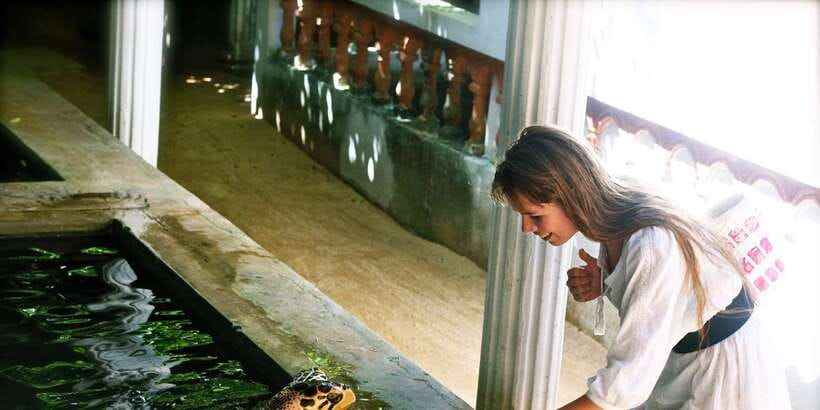 From Negombo: Bentota Full-Day Tour - Madu Ganga boat safari: mangroves, channels, and open water breaks
