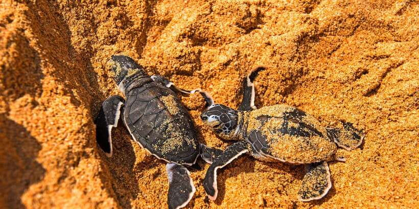 From Negombo: Bentota Full-Day Tour - Lunuganga Garden and Geoffrey Bawa’s estate: a slower ending