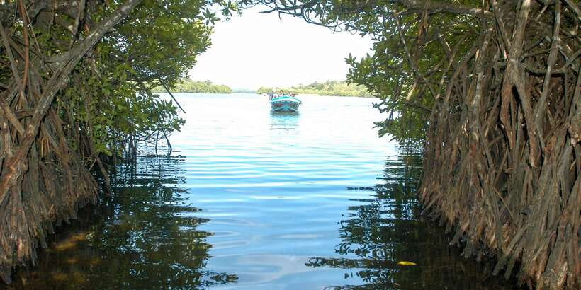 From Negombo: Bentota Full-Day Tour - Who this Bentota day trip fits best
