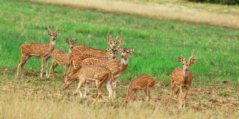 From Negombo: Minneriya National Park Safari Tour - Key Things You’ll Notice on This Minneriya Safari