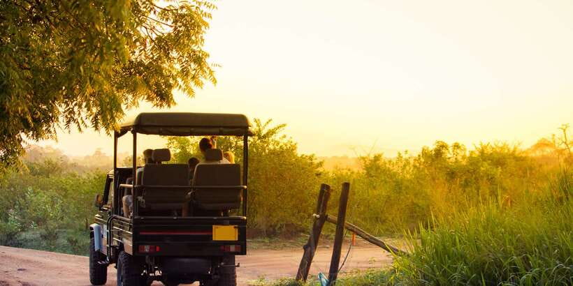 From Negombo: Minneriya National Park Safari Tour - Minneriya’s Elephant Probability Is the Main Event