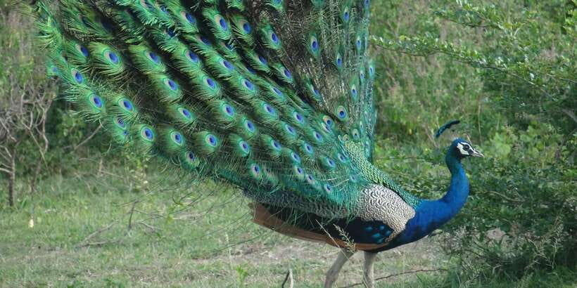 From Negombo: Minneriya National Park Safari Tour - The 45-Minute Restaurant Stop: Useful, But Don’t Expect a Long Lunch
