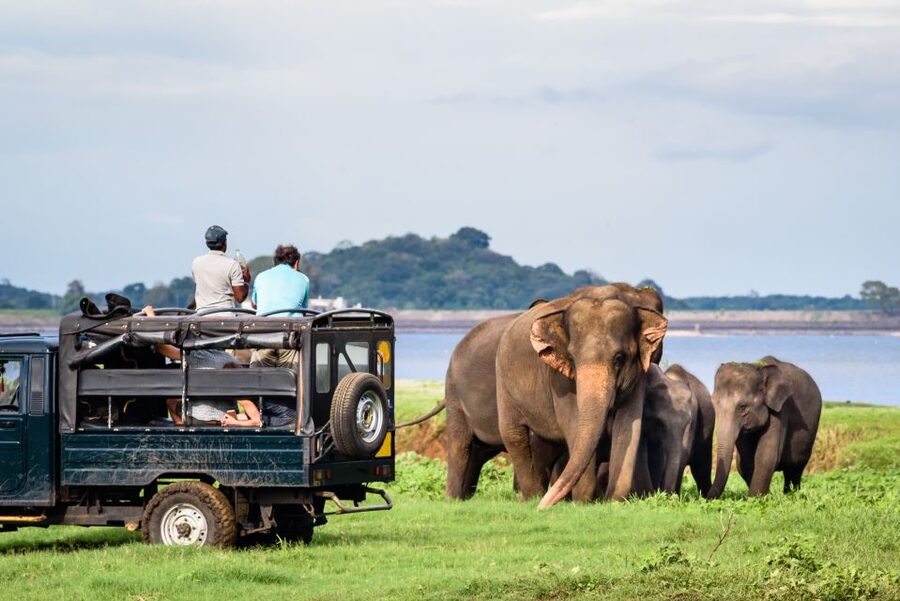 From Negombo: Minneriya National Park Safari Tour - The Wildlife Viewing That Goes Beyond the Headlines