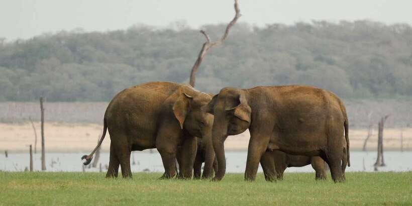 From Negombo: Minneriya National Park Safari Tour - Price and What You’re Really Getting for $105