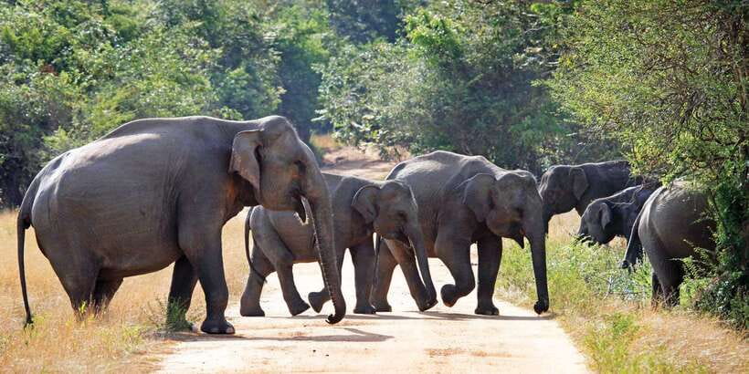 From Negombo: Minneriya National Park Safari Tour - Comfort Notes: Sun, Jeep Seating, and Packing Smart