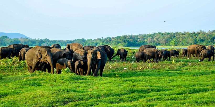 From Negombo: Minneriya National Park Safari Tour - Who This Tour Fits Best (And Who Should Skip It)