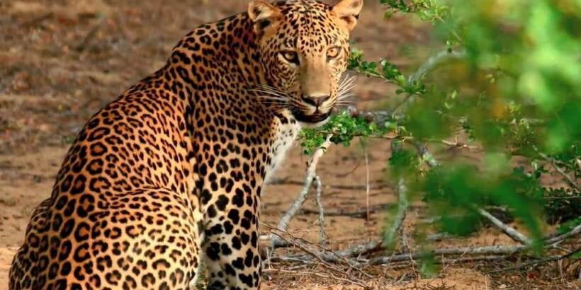 From Negombo: Wilpattu National Park Safari Guided Day Tour - Wildlife You Can Realistically Aim For (and What Can Go Quiet)