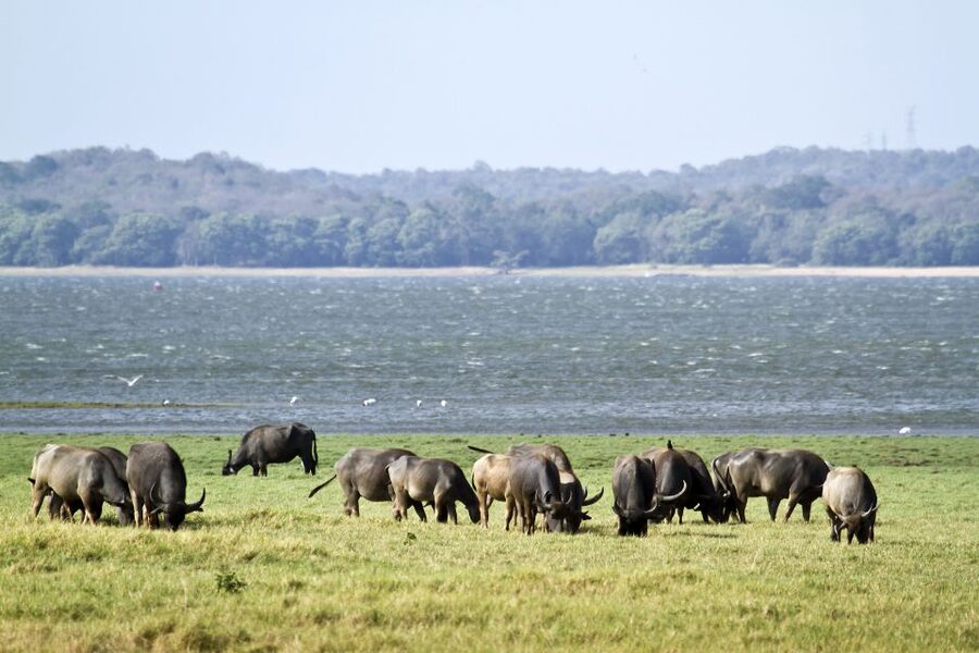 From Negombo: Wilpattu National Park Safari Guided Day Tour - Guides and Jeeps: Your Best Shot at Better Sightings