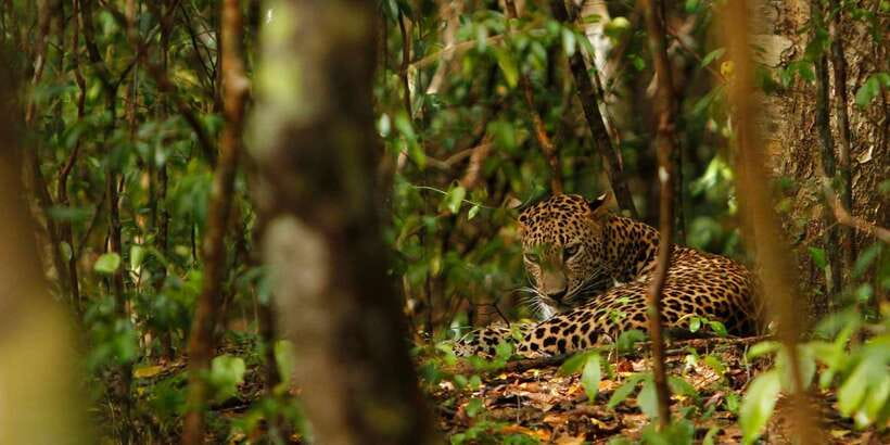From Negombo: Wilpattu National Park Safari Guided Day Tour - Price and Value: What’s Included vs. What Can Cost Extra