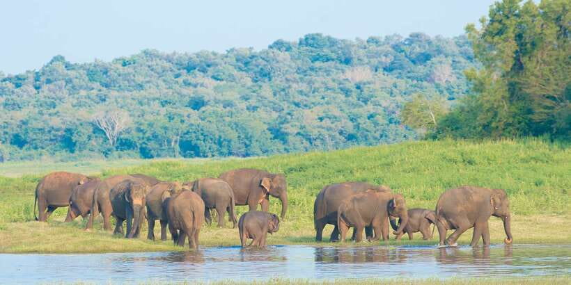 From Negombo: Wilpattu National Park Safari Guided Day Tour - Who This Day Tour Suits Best (and Who Should Skip It)