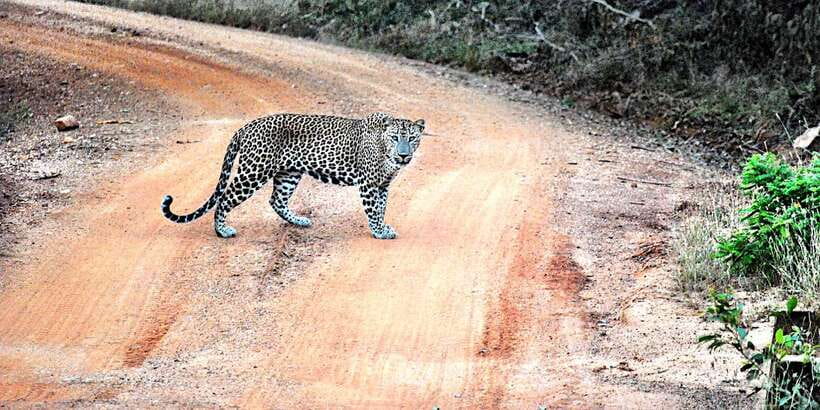 From Negombo: Wilpattu National Park Safari Guided Day Tour - Should You Book This Wilpattu Safari From Negombo?