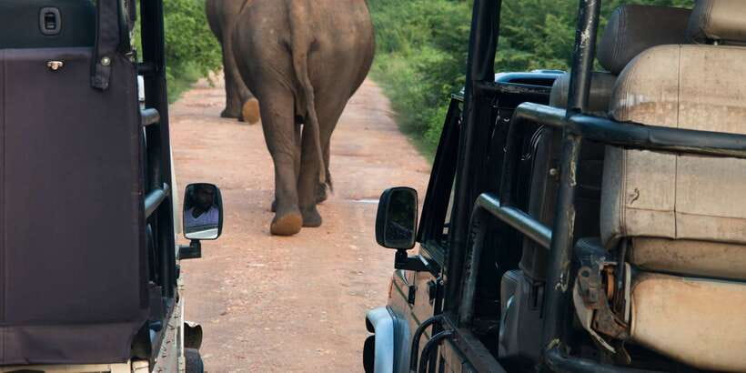 From Negombo: Wilpattu National Park Safari Guided Day Tour - Inside the Safari Day: What Each Stop Looks Like