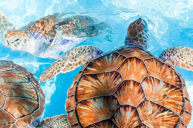 Galle and Bentota Day Tour From Colombo and Negombo - Stop 2: Kosgoda Turtle Care and hatchery work up close