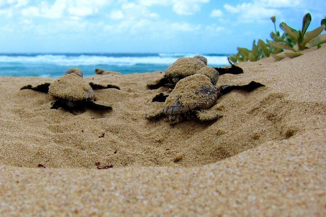 Galle Day Tour from Colombo/Negombo by Private Car or Van - Sea Turtle Farm in Galle Mahamodara: conservation work you can actually see