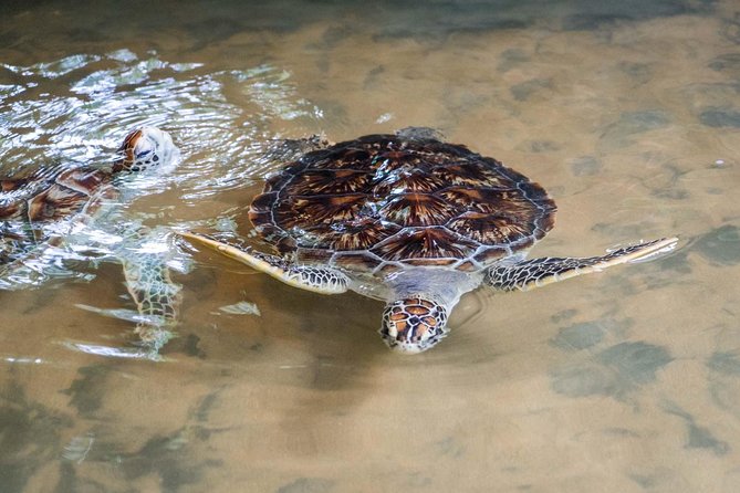 Galle Day Trip From Colombo - Madu River Safari by Buddhi: mangroves, caves, and island temples