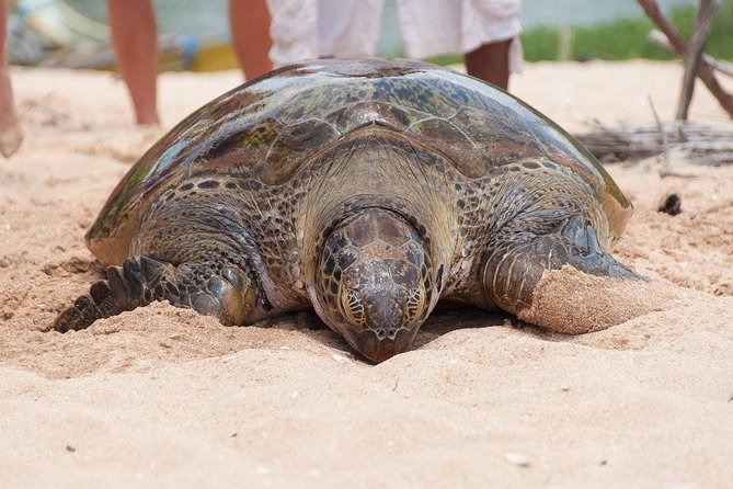 Galle Day Trip From Colombo - Should you book this Colombo-to-Galle private day trip?