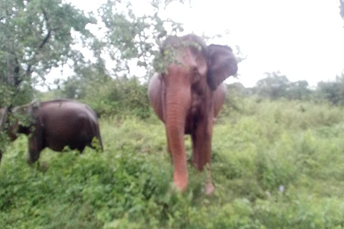 Glamour of Sri Lanka 8 Days - How This 8 Days Moves: Private Car, Real Stops, and Big Windows