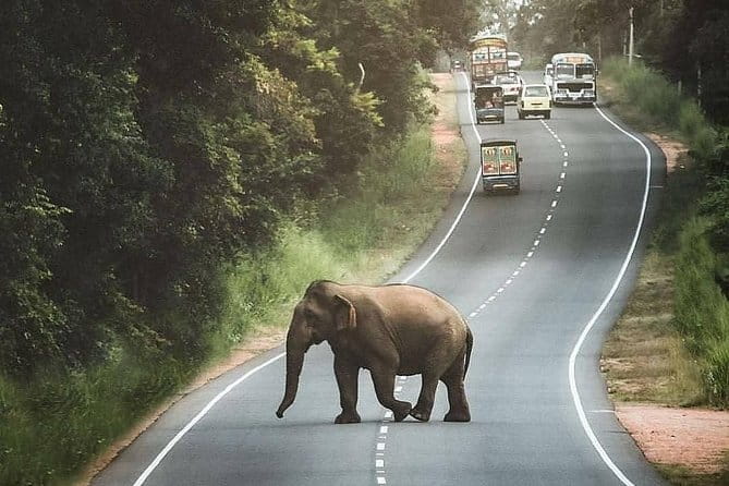 Golden Sri Lanka - 8 Days - Nuwara Eliya by train, tea factories, and Horton Plains