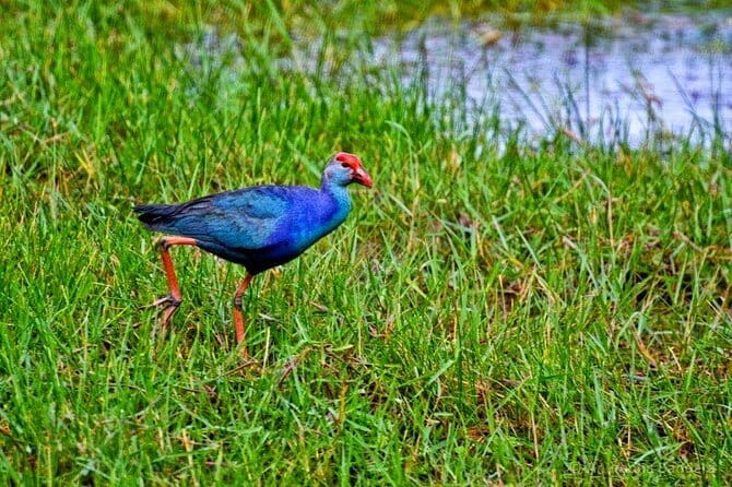 Half Day Tour to Muthurajawela, Lagoon, Dutch Canal and Mangroves - Key things that make this tour worth your time