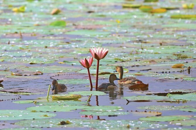 Half Day Tour to Muthurajawela, Lagoon, Dutch Canal and Mangroves - Muthurajawela Marsh: the boat ride where the wildlife starts