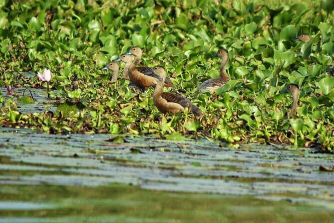 Half Day Tour to Muthurajawela, Lagoon, Dutch Canal and Mangroves - Mangroves and birdwatching: what to look for on the water