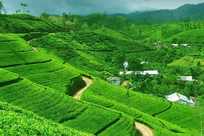 Kandy and Pinnawala Private Day Tour from Colombo/Negombo - Why Kandy and Pinnawala works as a day trip