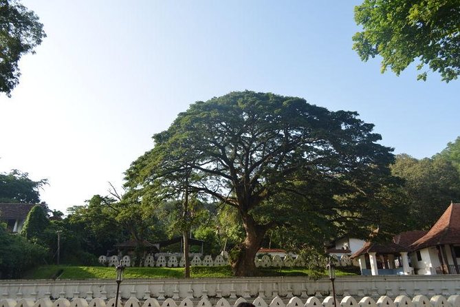 Kandy Full-Day Tour - Temple of the Sacred Tooth Relic: The Main Event in Kandy