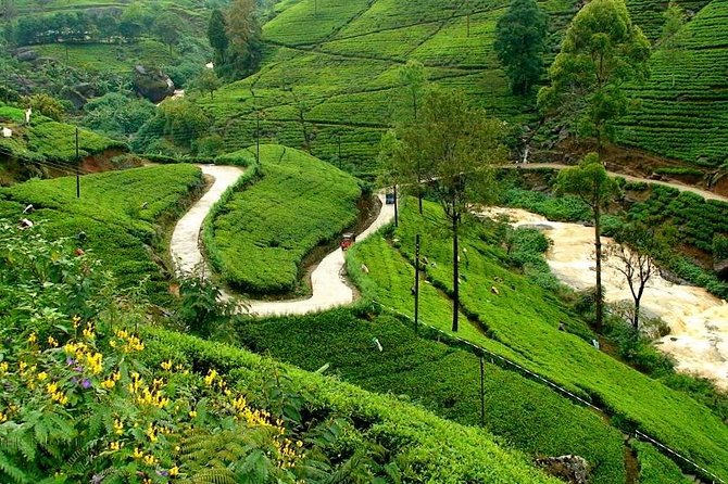Kandy & Nuwara Eliya | 2 Days Tour - Peradeniya Royal Botanical Gardens: the plant stop that feels like a mini-world