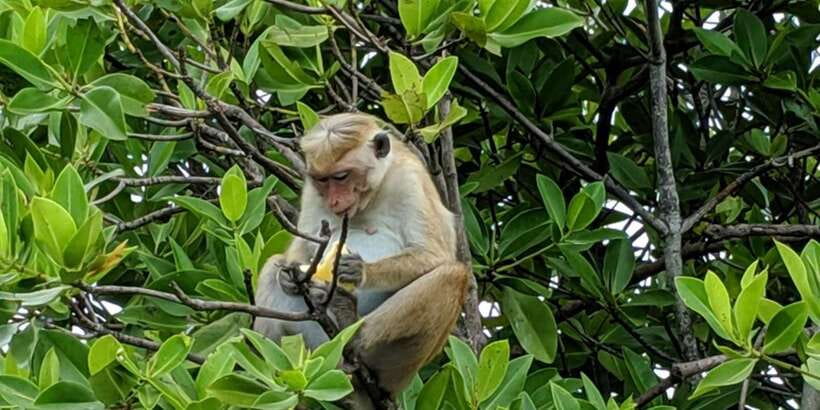 Lagoon Tour to Monkey Island in Negombo - Key things to know before you go