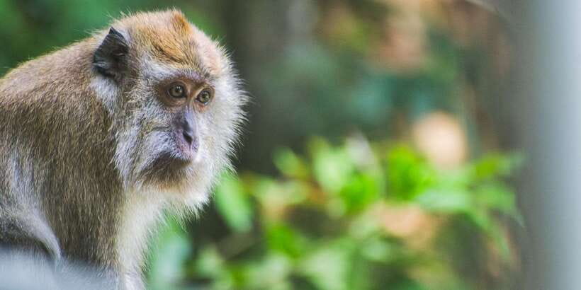 Lagoon Tour to Monkey Island in Negombo - Negombo: the quick coastal start before Monkey Island