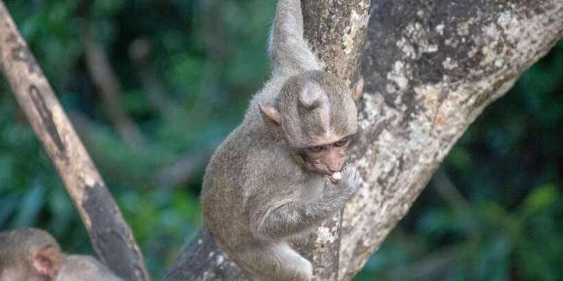 Lagoon Tour to Monkey Island in Negombo - Monkey Island encounters: spotting, feeding, and wildlife rules that matter