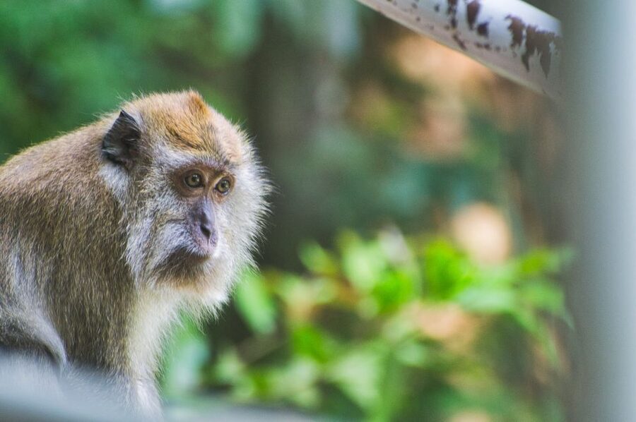 Lagoon Tour to Monkey Island in Negombo - Who this private Monkey Island trip suits best (and who it might not)