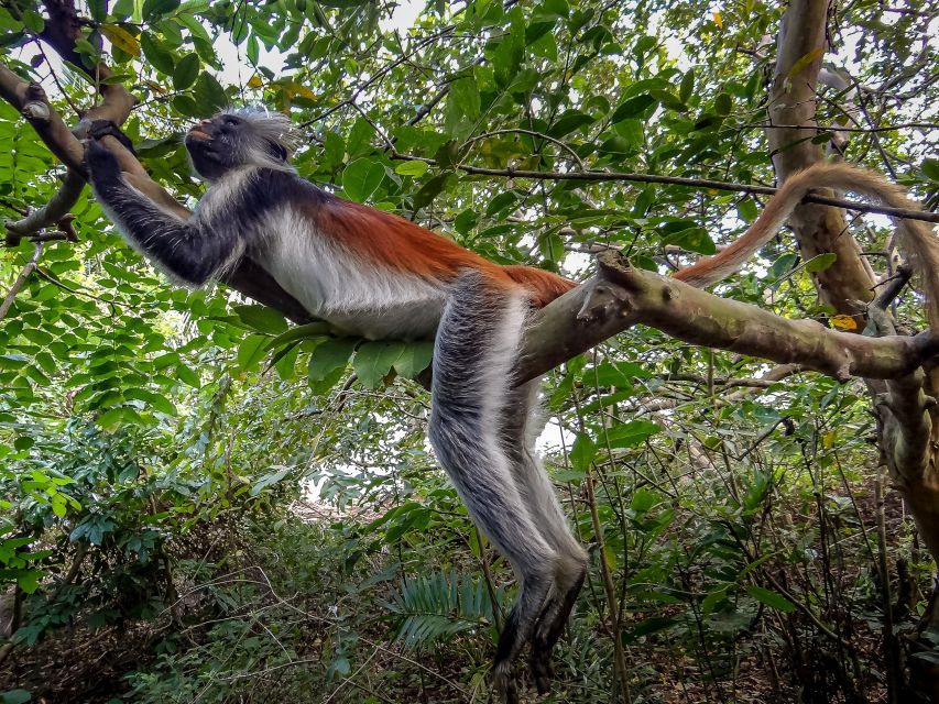 Lagoon Tour to Monkey Island in Negombo - Should you book this Lagoon Tour to Monkey Island?