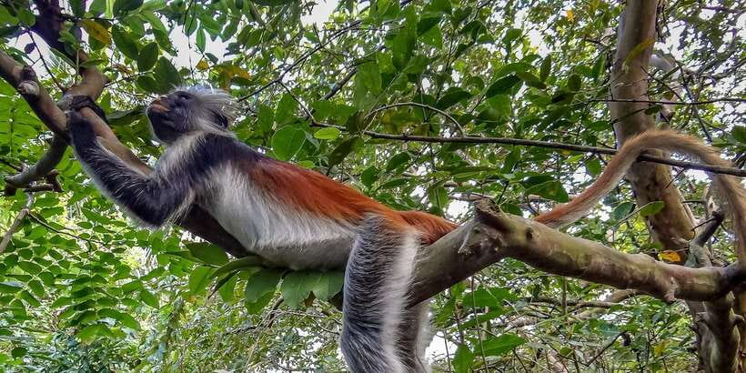 Lagoon Tour to Monkey Island in Negombo - How the Lagoon Tour runs: boat ride, Monkey Island time, and a water break