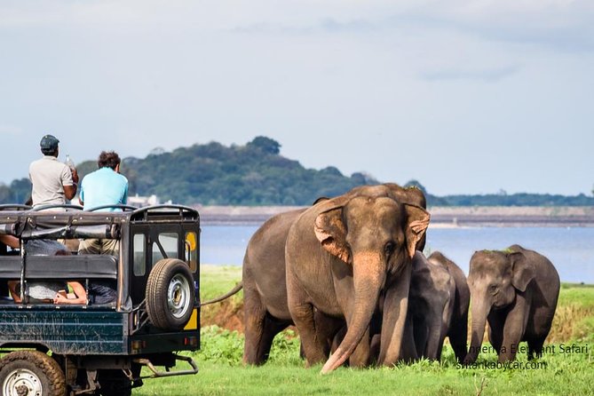 Minneriya Elephant Safari wth Sigiriya & Dambulla Cave Temples Full Day Tour - What you pay for: value versus surprises