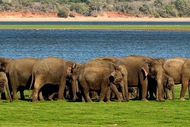 Minneriya Elephant Safari wth Sigiriya & Dambulla Cave Temples Full Day Tour - Timing, pace, and the moderate-fitness note