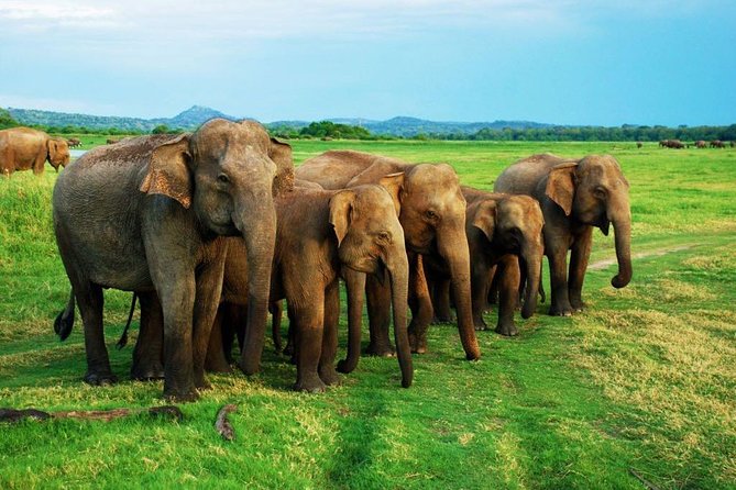 Minneriya Elephant Safari wth Sigiriya & Dambulla Cave Temples Full Day Tour - Pickup from Negombo and the reality of a 7:00am start