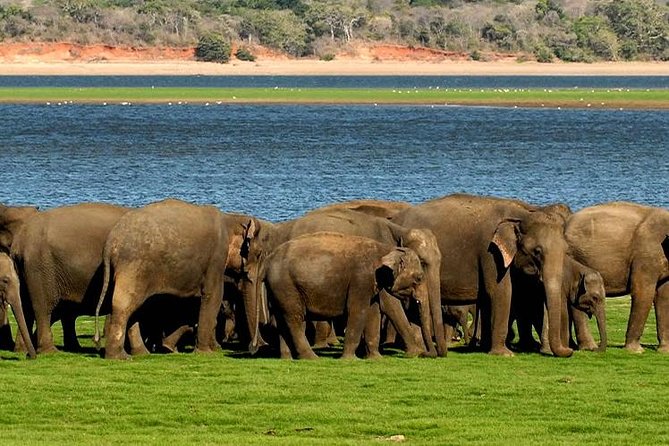 Minneriya Elephant Safari wth Sigiriya Lion Rock from Colombo - Key highlights that matter (not just nice-to-haves)