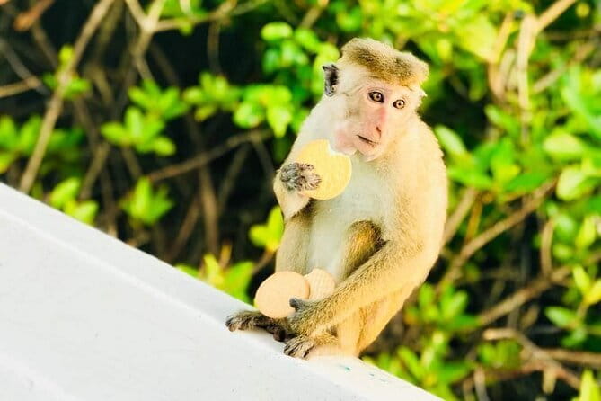 Monkey Island Boat Tour at Negombo Lagoon - Hamilton Canal history: why your boat route matters