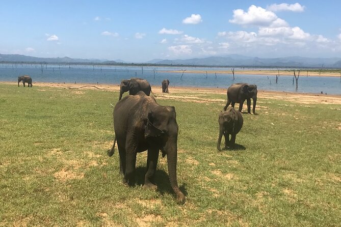 Multi Day Private Tour Around Sri Lanka with our Personal Driver - Day 2: Polonnaruwa ruins, Minneriya 4x4 elephants, and an Ayurvedic massage break